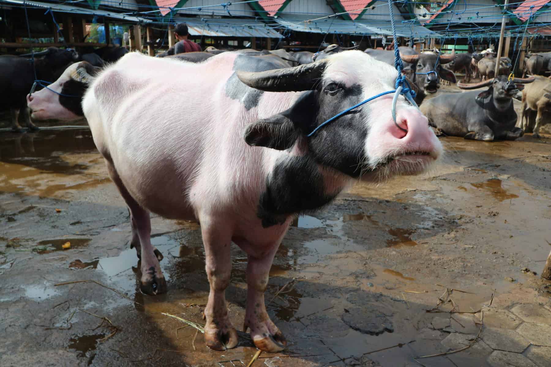 The picture of a Multicolored buffalo as it await its slaughter during Torajan funeral rituals