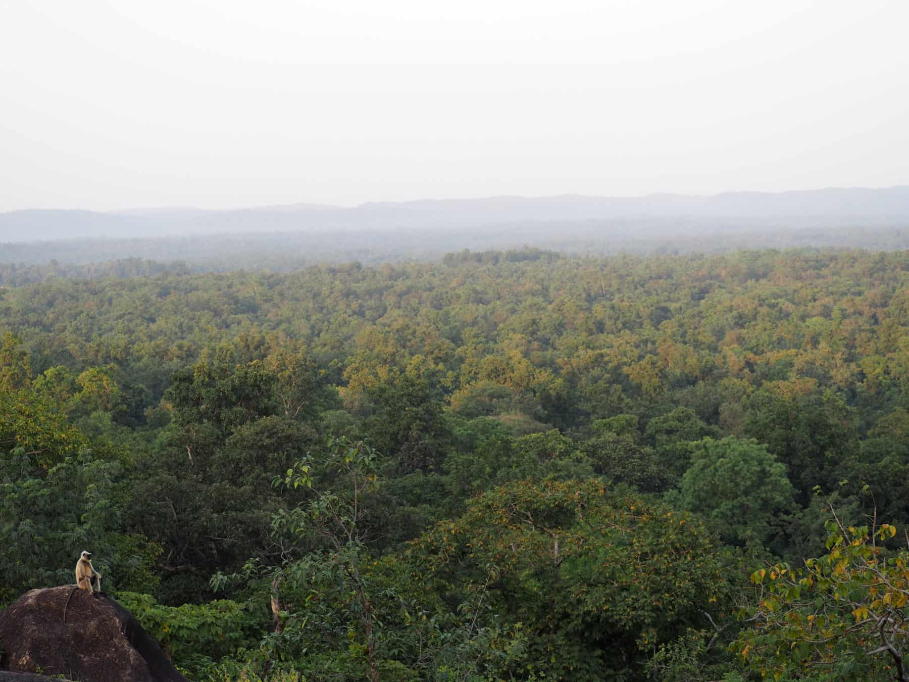 Langur in Kanha National Park