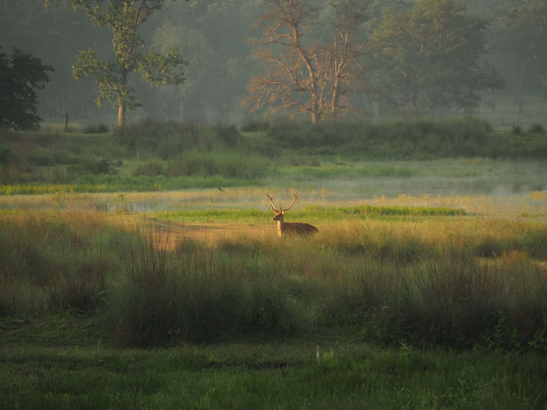 Deer in Kanha National Park