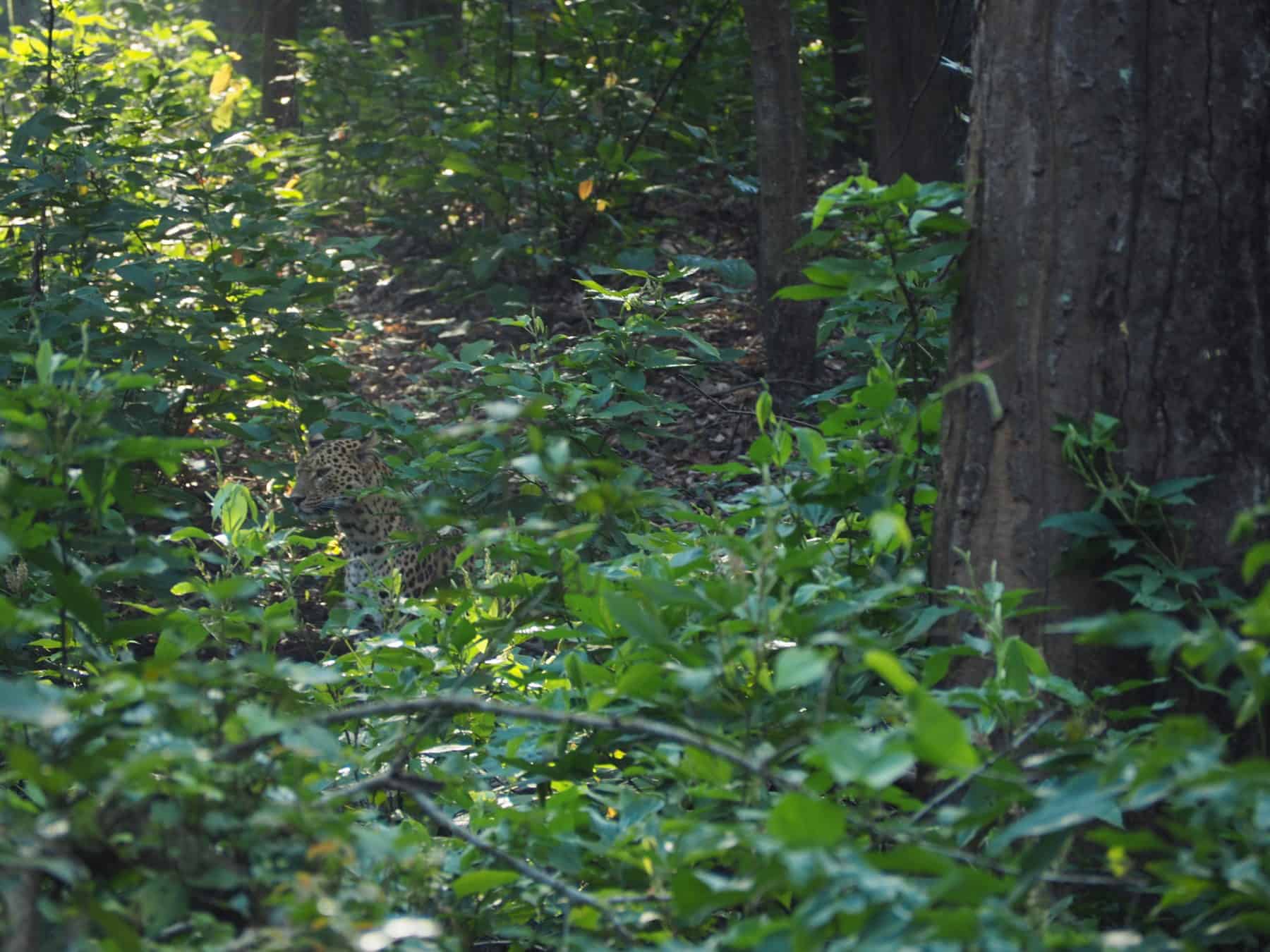 Leopard sighting in Kanha National Park