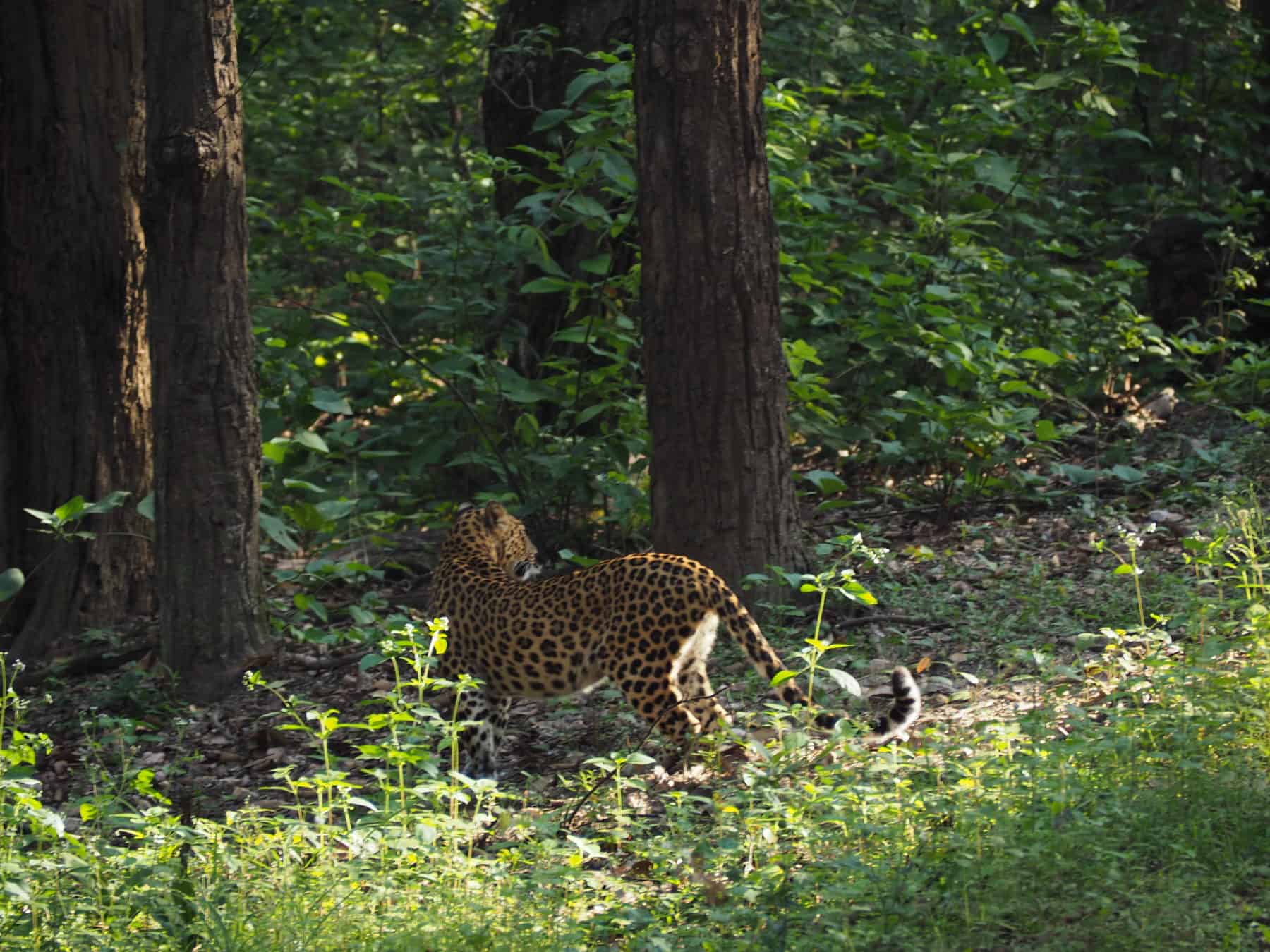 Leopard mother in Kanha National Park India
