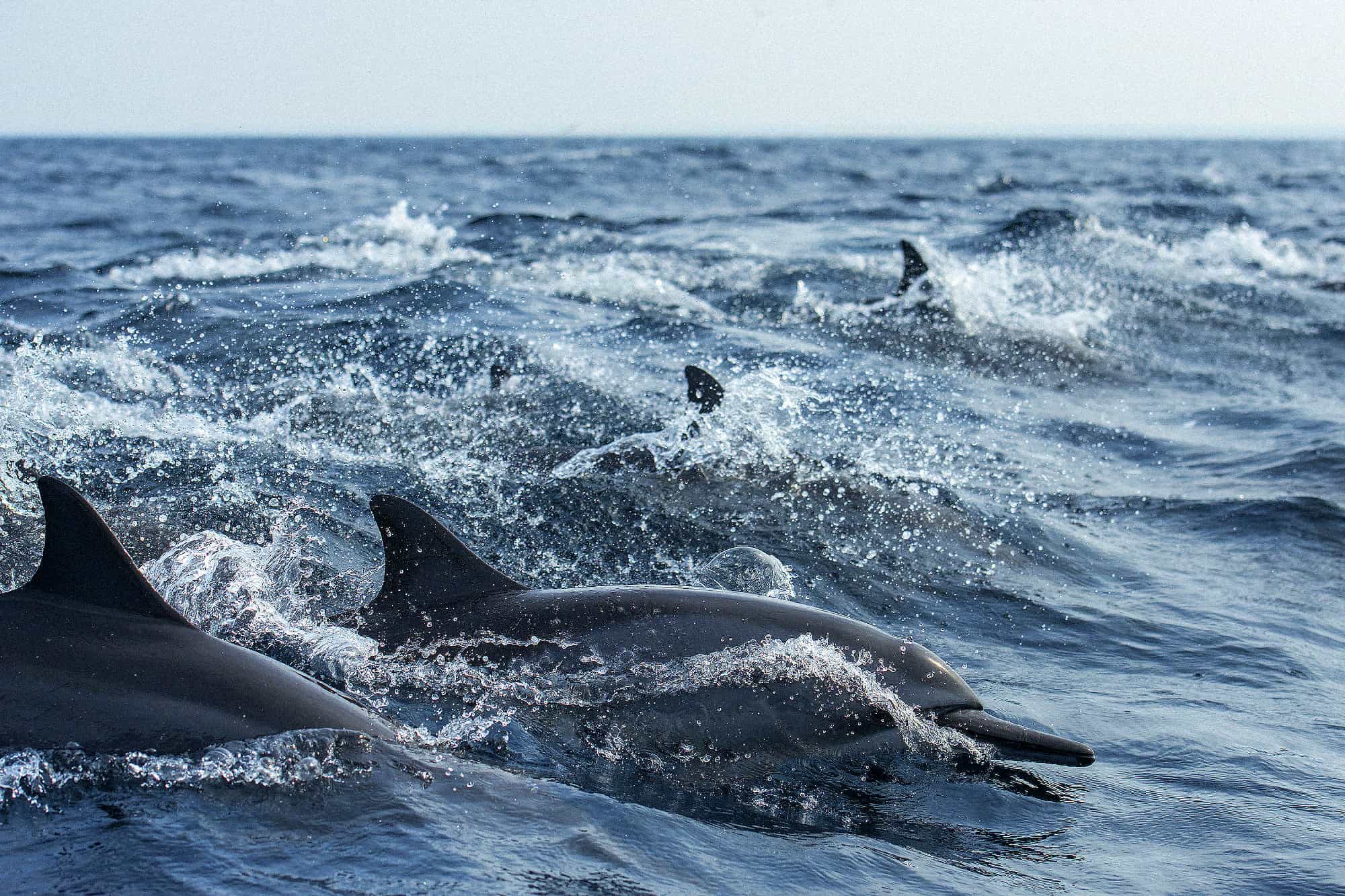 Dolphins in The Maldives