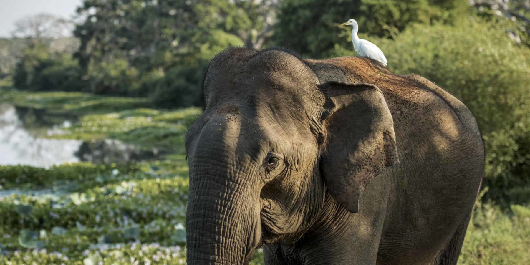 Asian elephant in Sri Lanka with a cattle egret sat on it