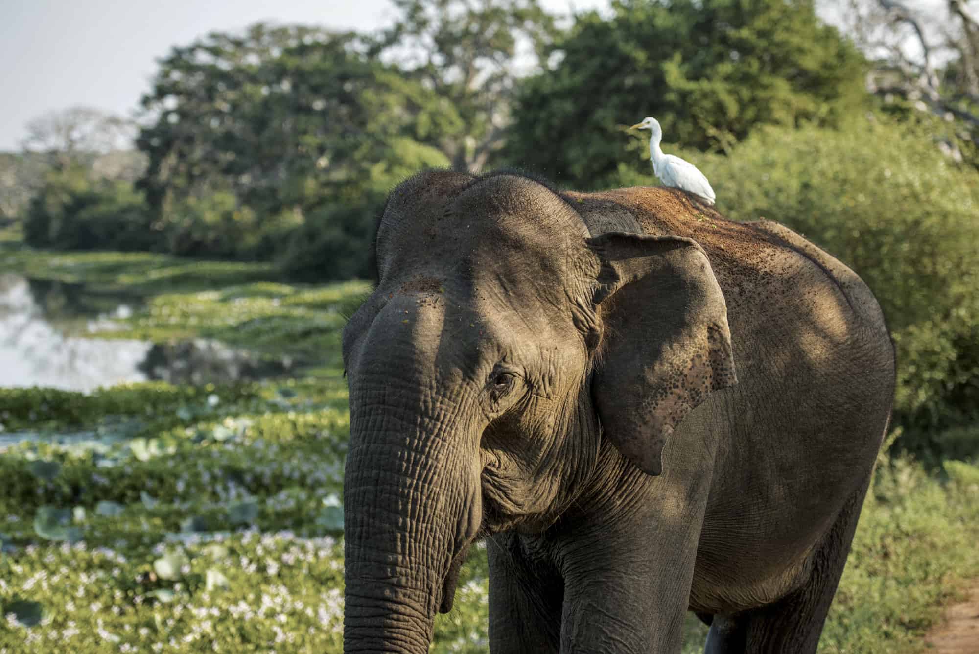 Asian elephant in Sri Lanka with a cattle egret sat on it