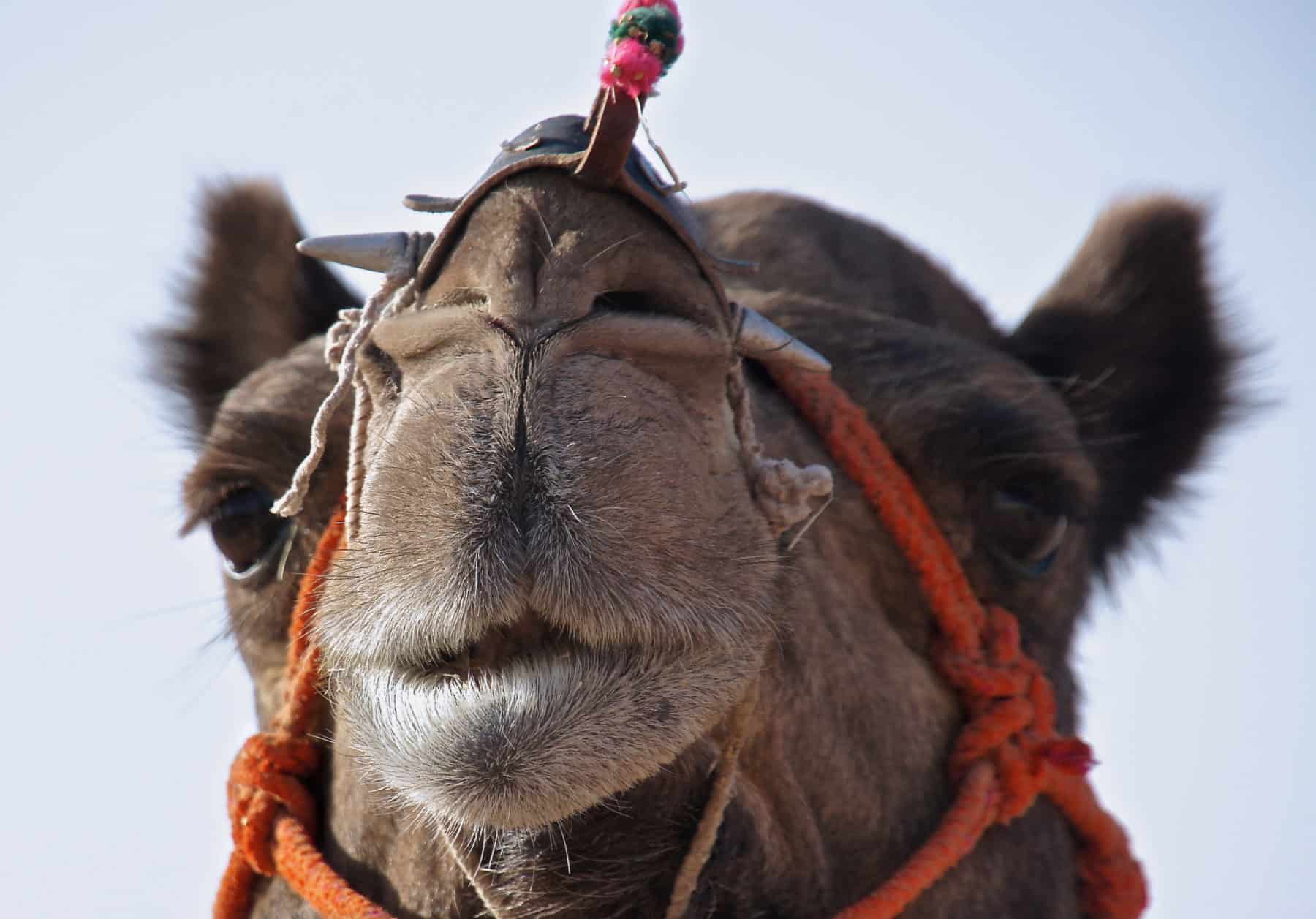 Camel in India