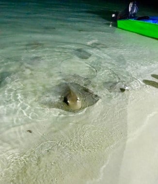 Sting Ray Feeding