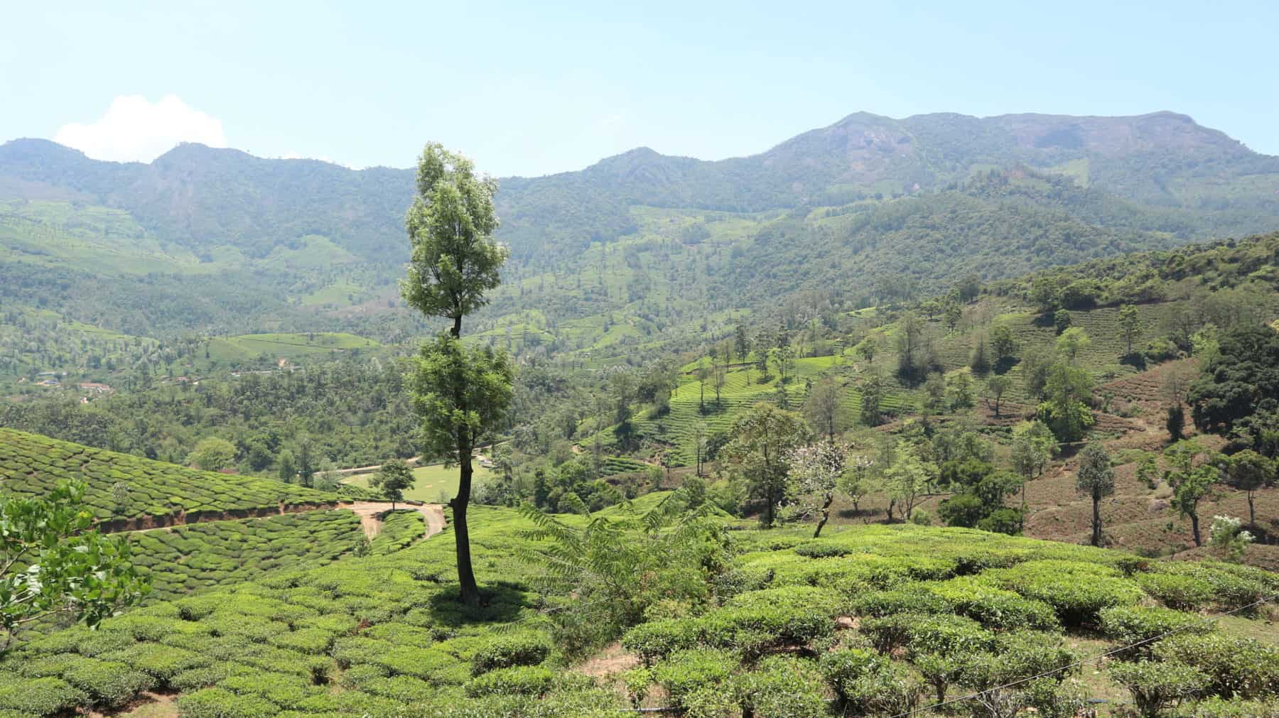 Kerala Tea Plantation