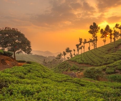 Tea plantations over rolling hills in Kerala, India.