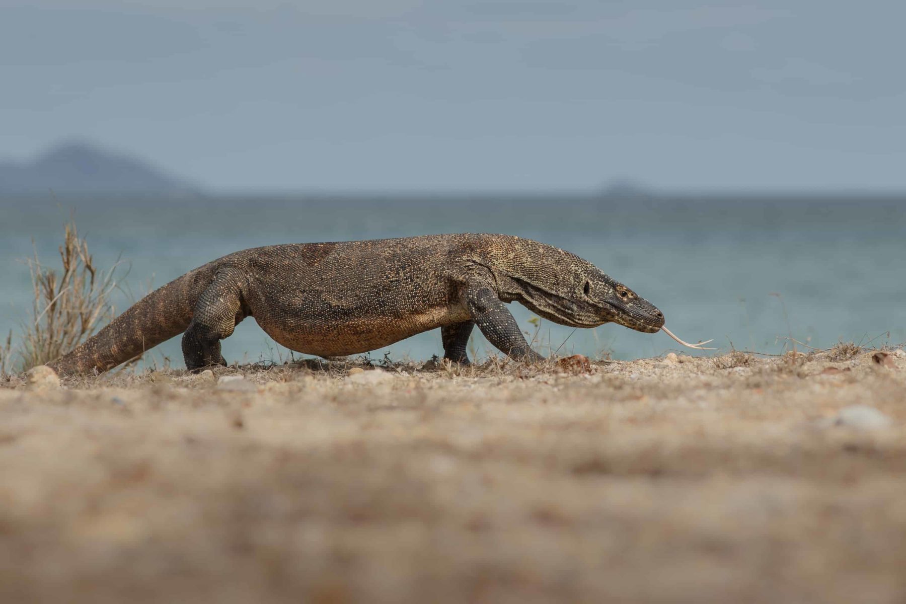 Komodo dragon on the beach
