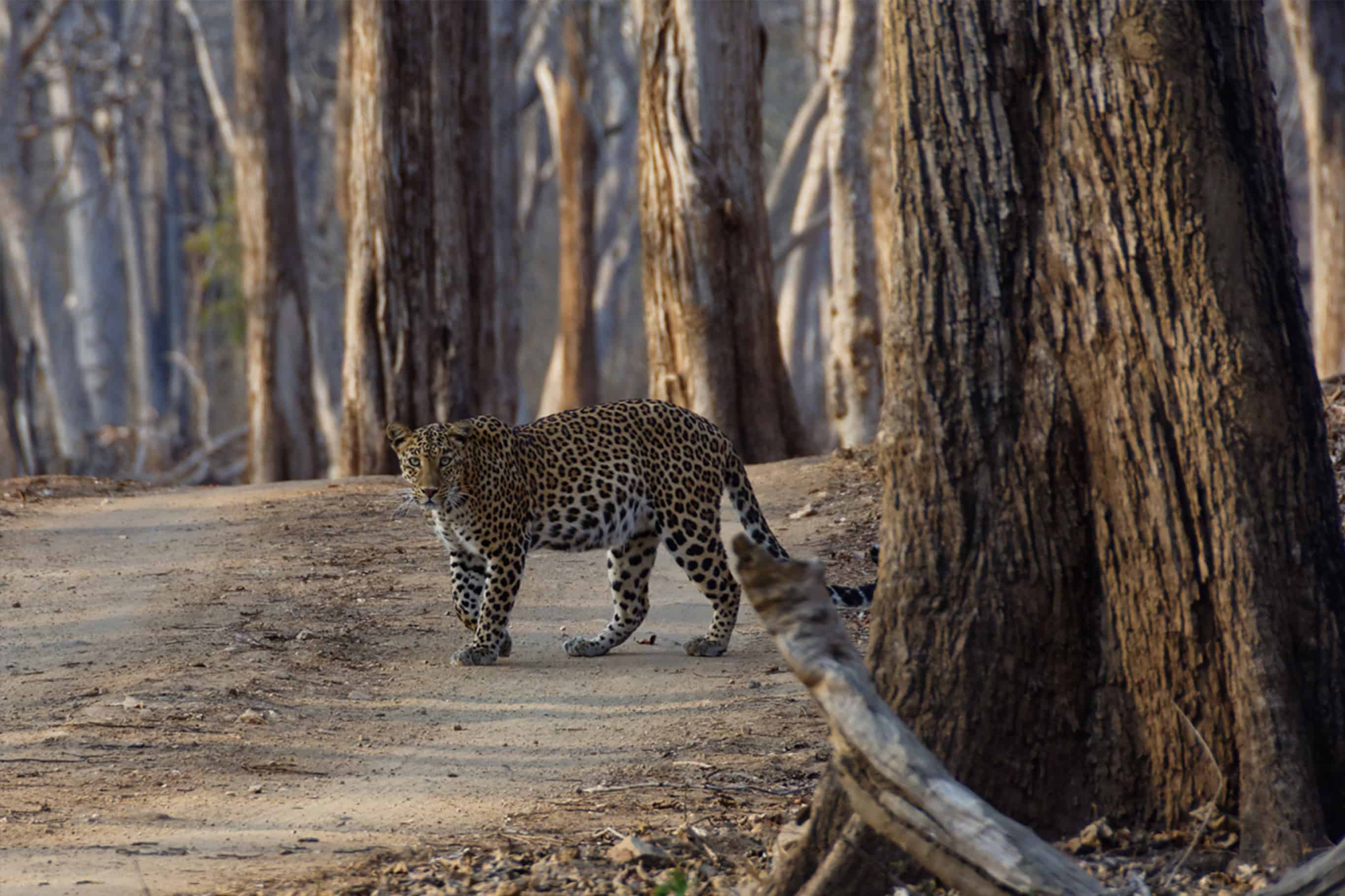Wild Leopard in quiet Satpura National Park