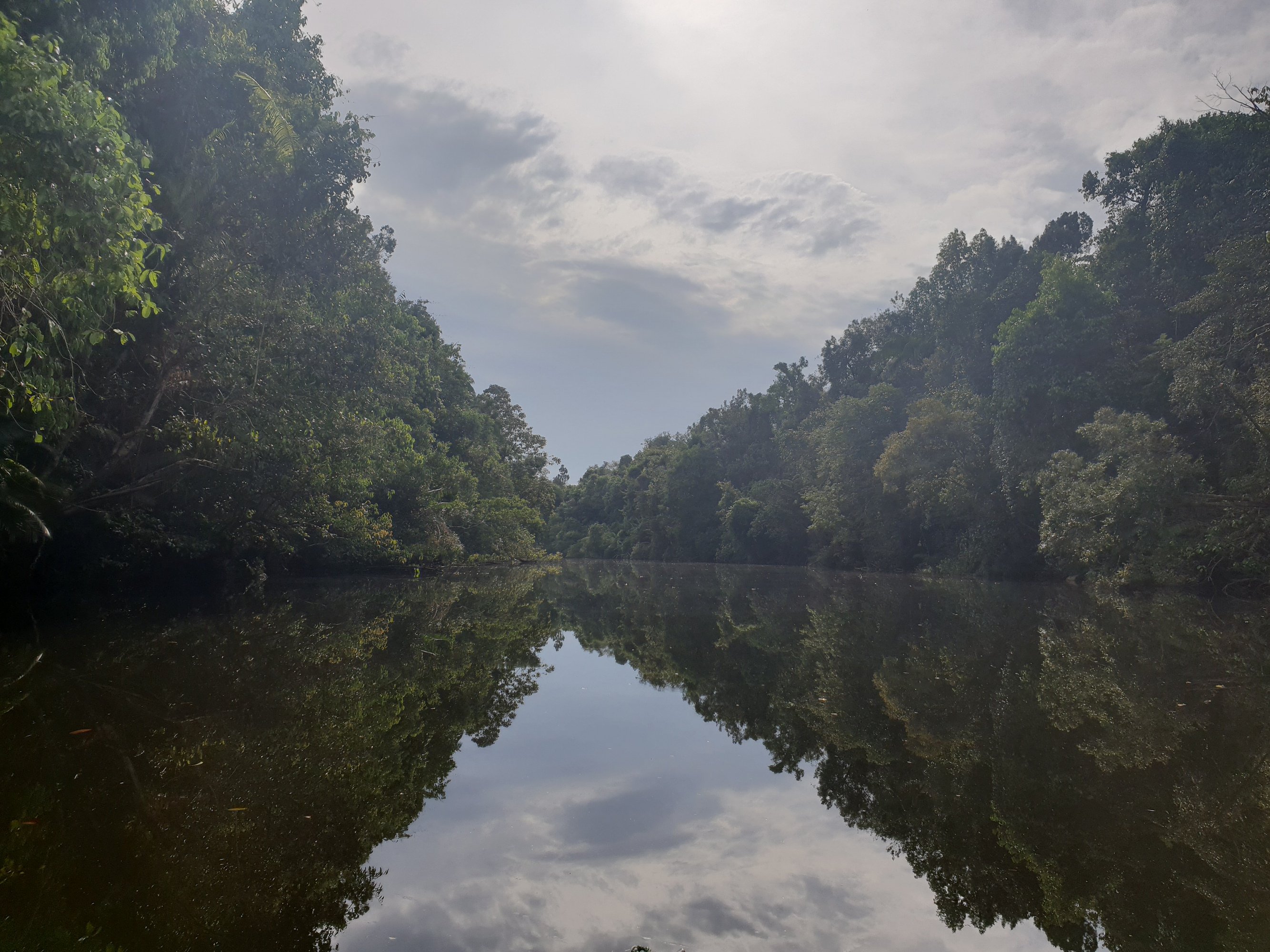 Jungle in Cambodia