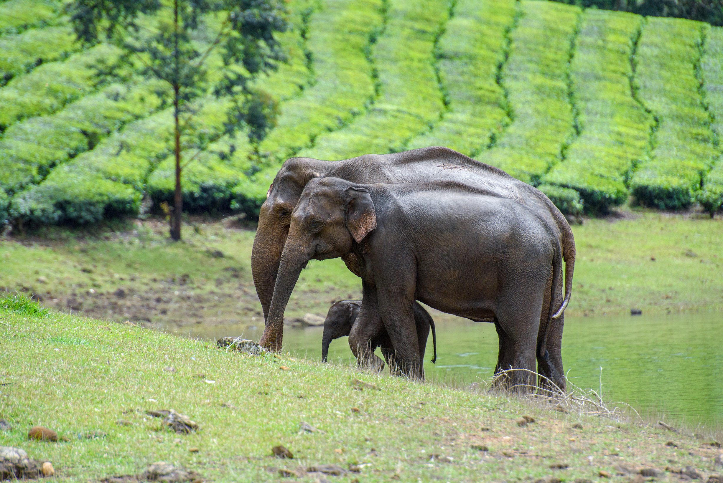 Best places to see elephants with your family in India