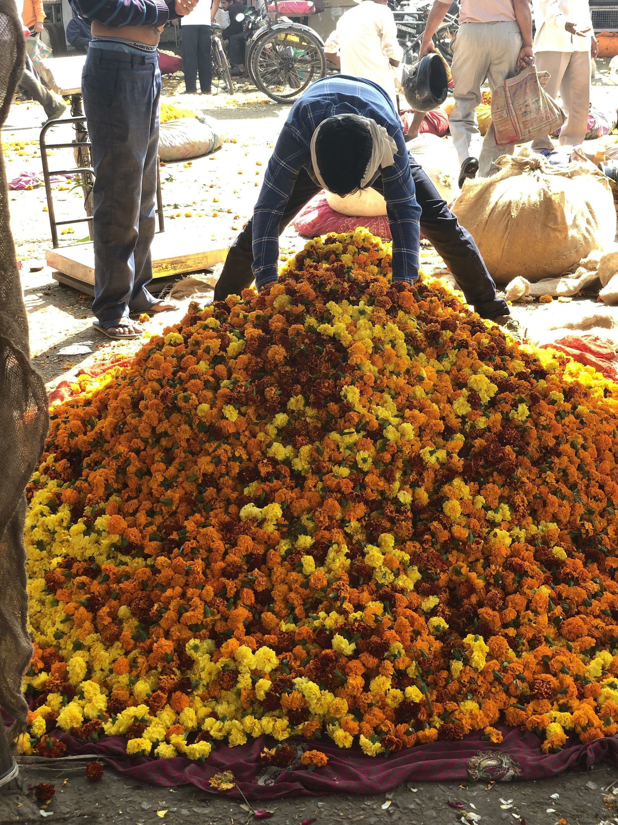 Marigolds at Holi Festival