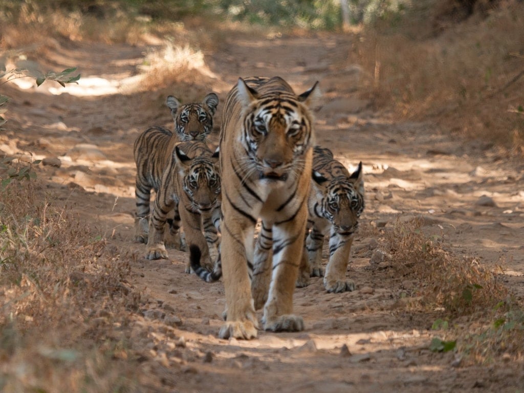 Tigers in Rajasthan in India