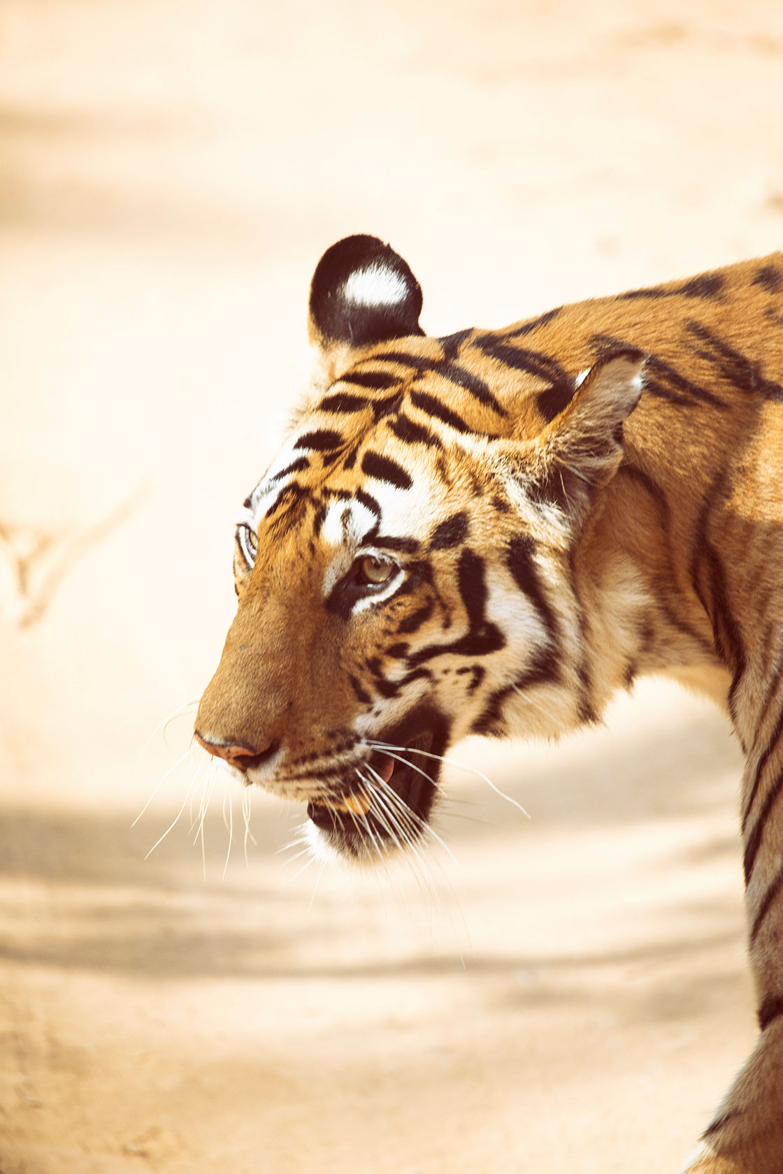 Кроп топ с тигром. Футболка с тигром. Футболки с накладной мускулатурой. Top tigers. Top tigers.