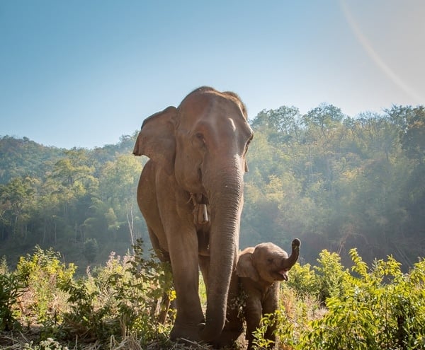 Elephants roaming around their natural environment in northern Thailand
