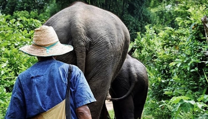 Walk with elephants in Laos
