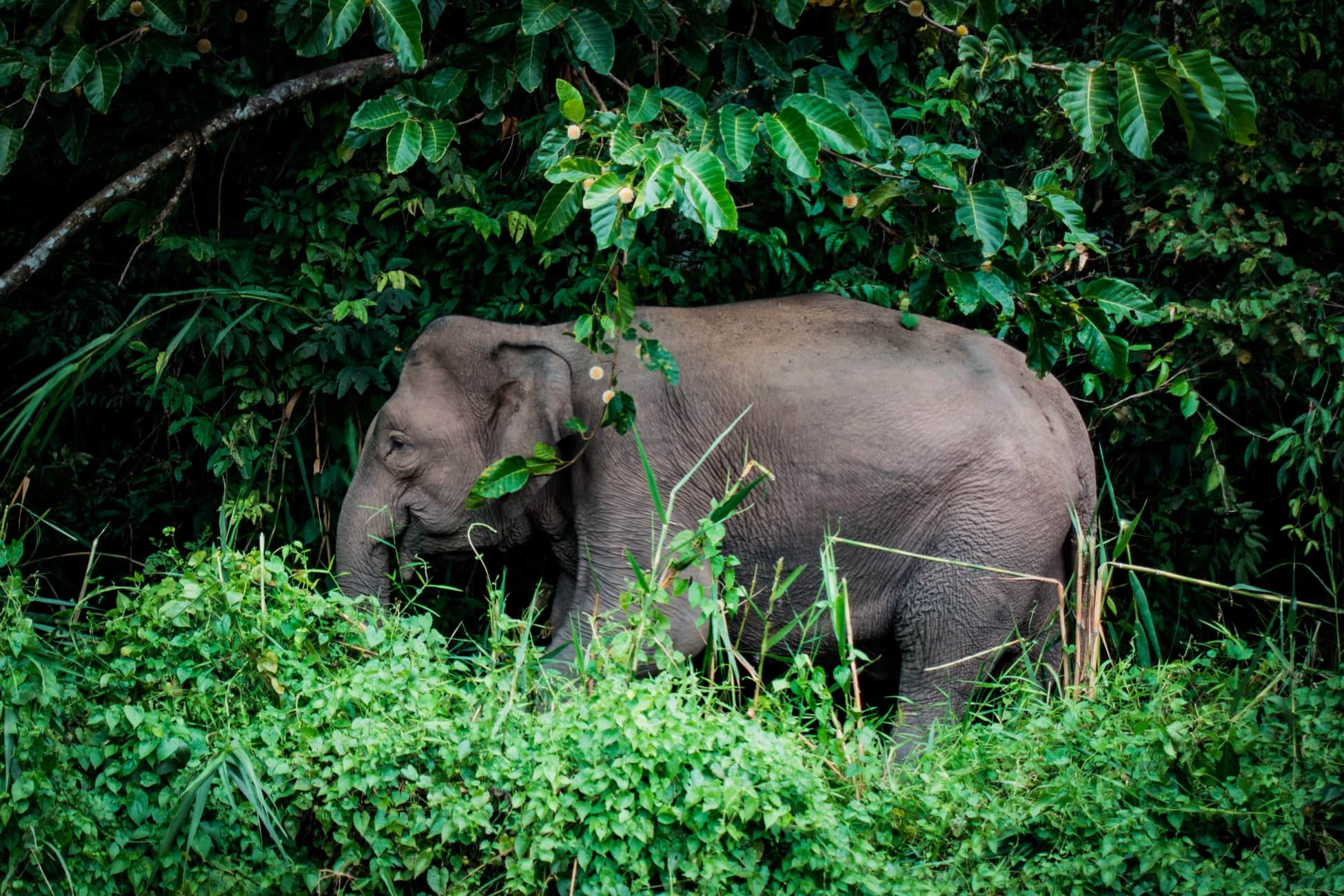 Ethical elephant experiences in Asia