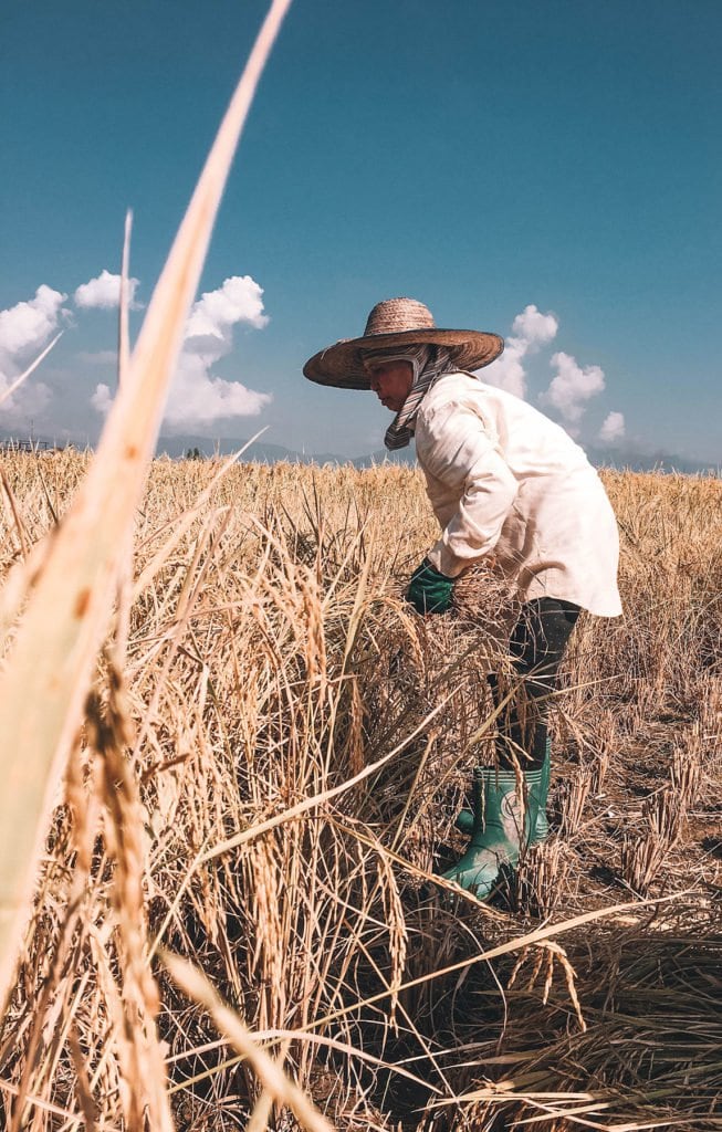 Rice harvest in northern Thailand