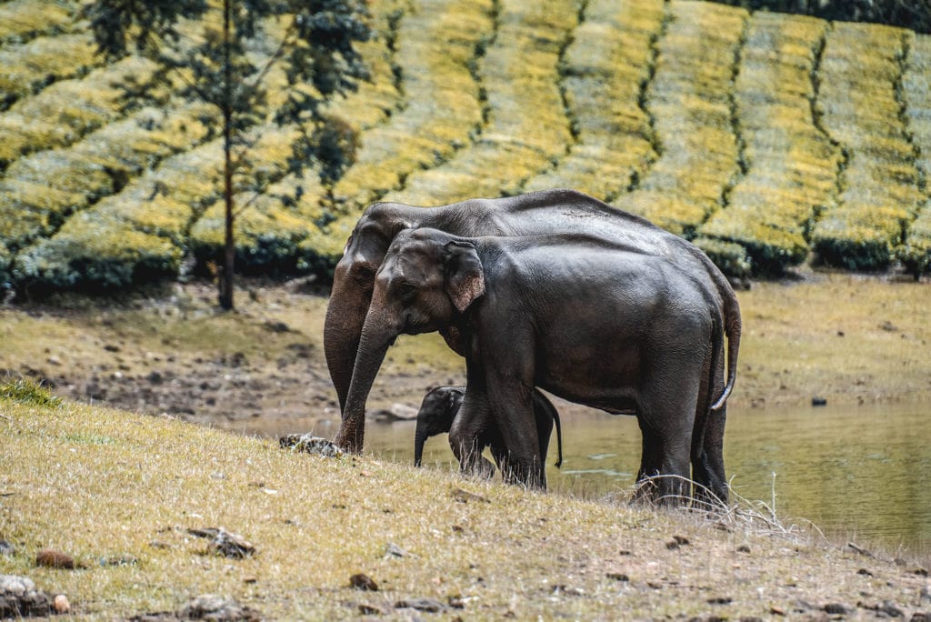 Elephants in Kerala