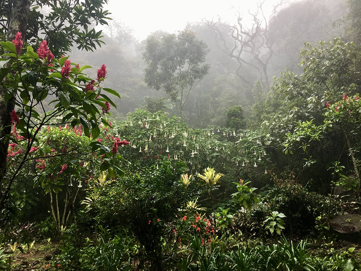 Loolecondera Tea Plantation Kandy