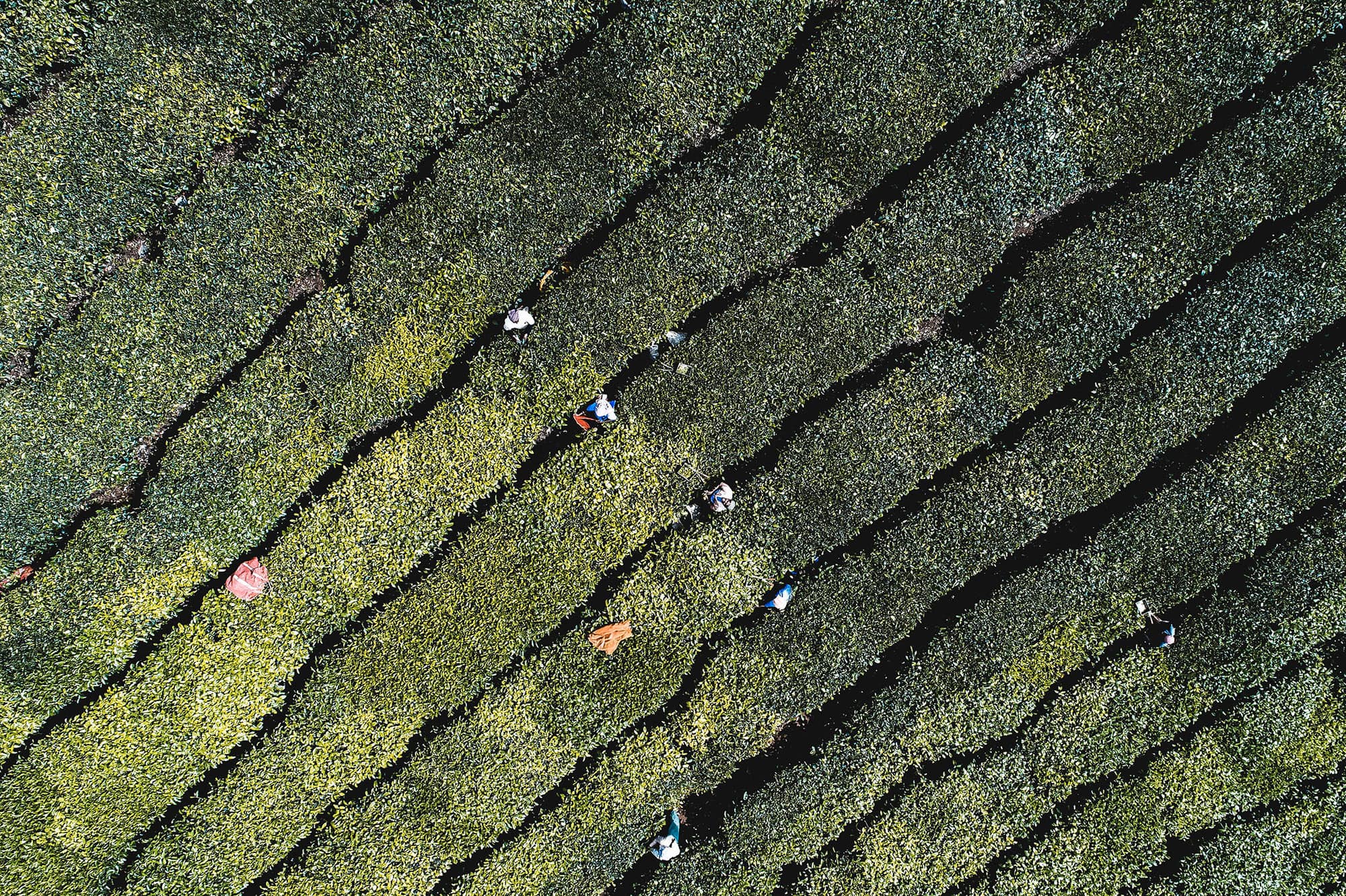 Aerial view of tea plantation in Kerala