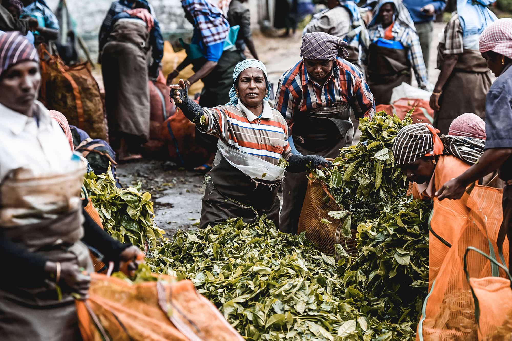 Tea pluckers in Kerala with their huge bags of tea being organised