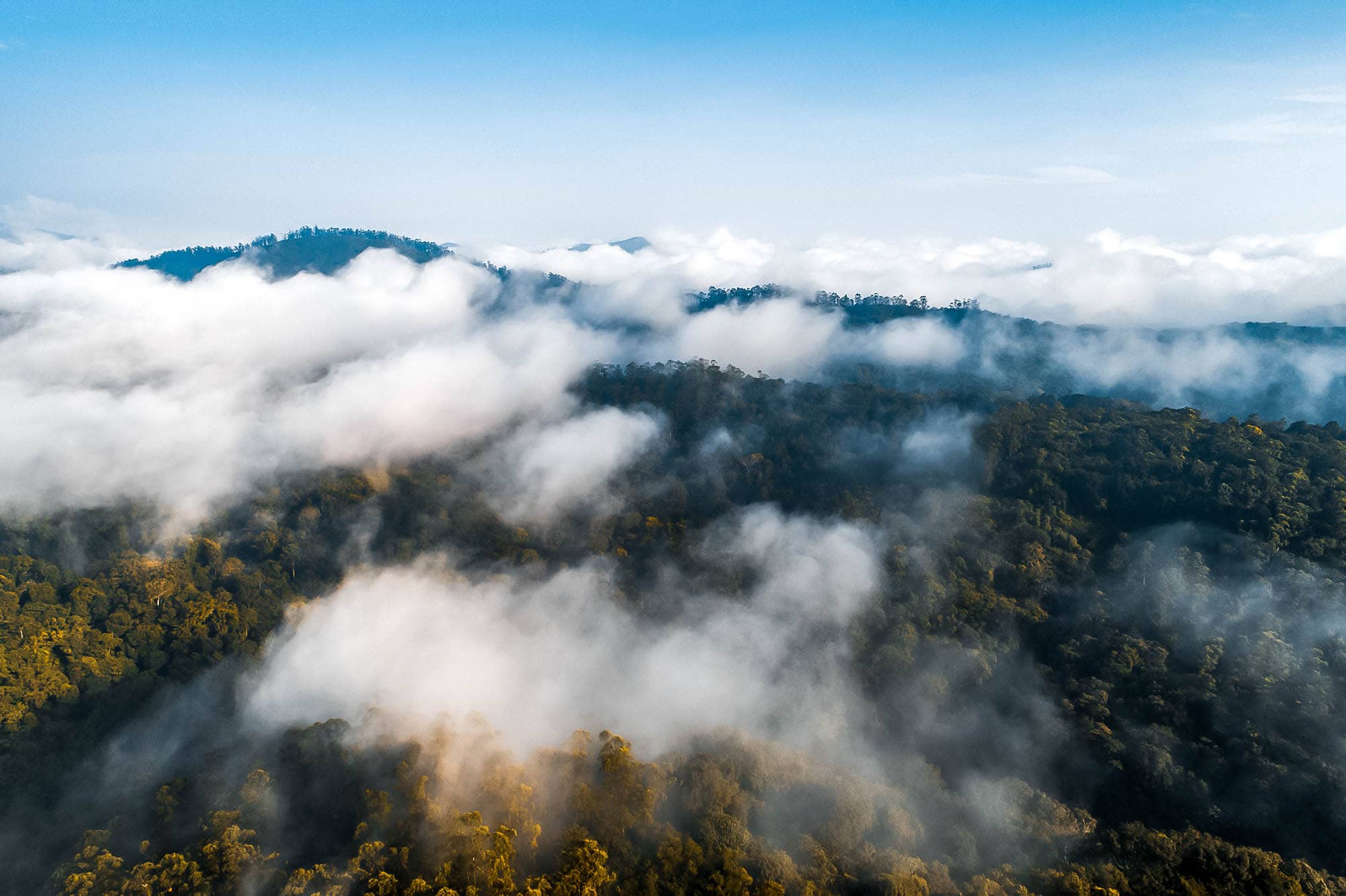 Clouds above the forest in Periyar National Park, Kerala