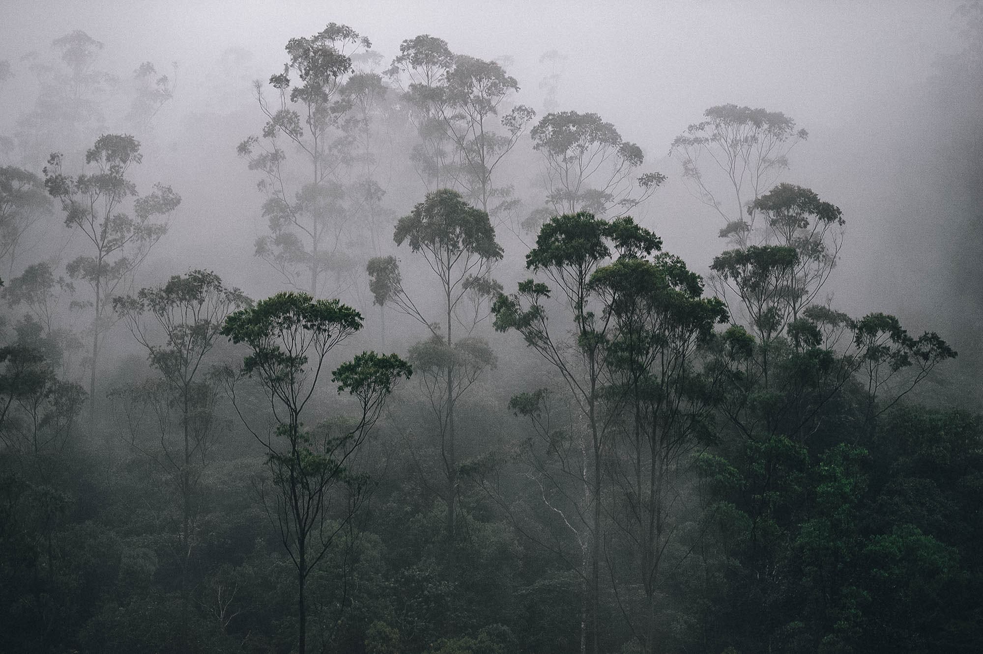 Misty rainy weather in the heart of Periyar National Park, Kerala