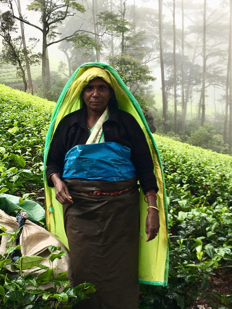 Tea pickers in Sri Lanka