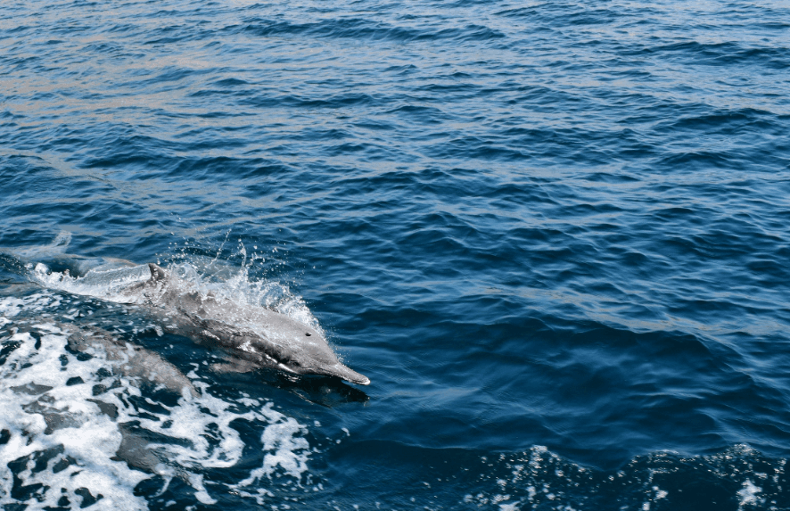 Dolphin spotting in Oman