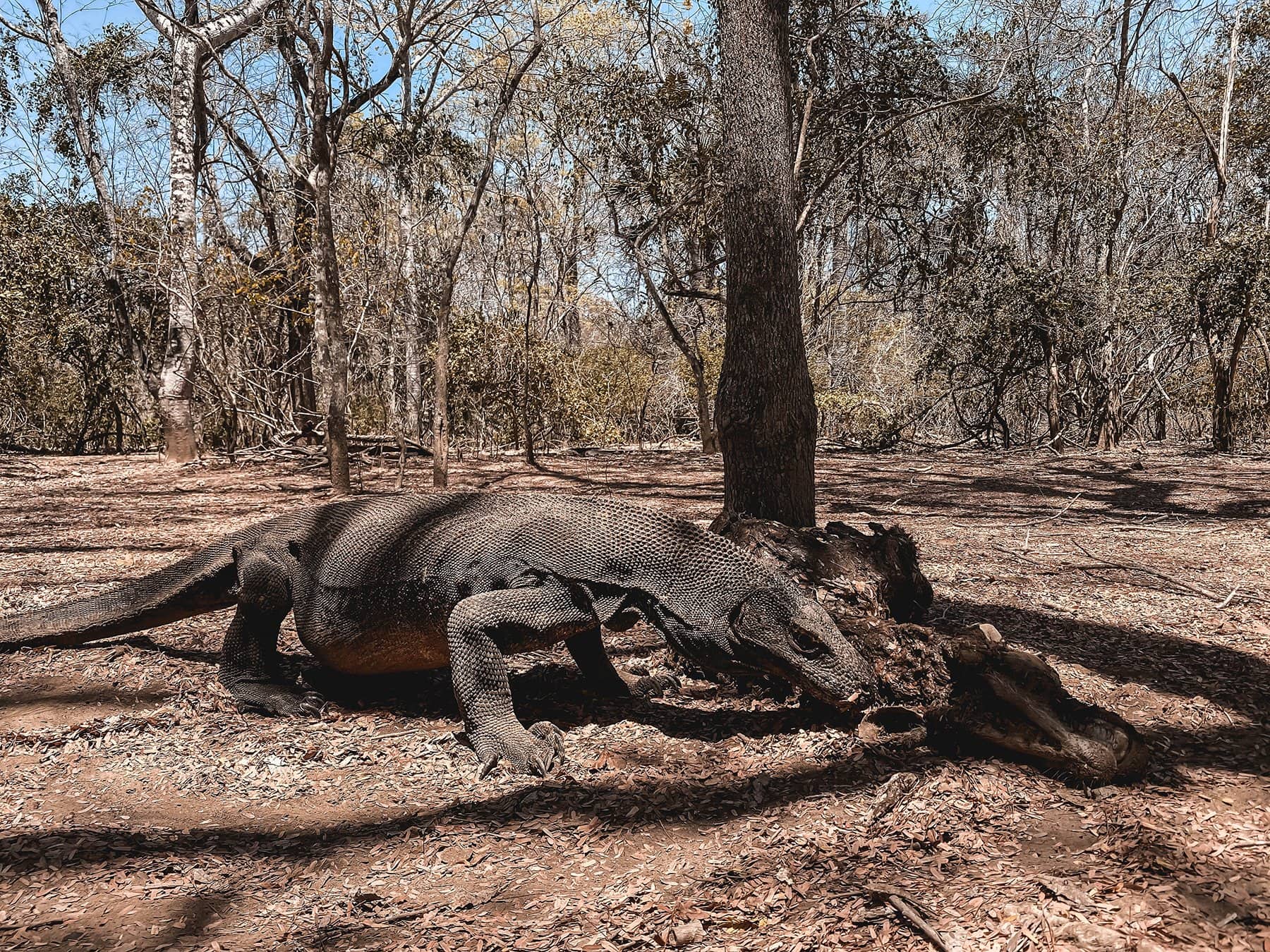 Komodo dragon