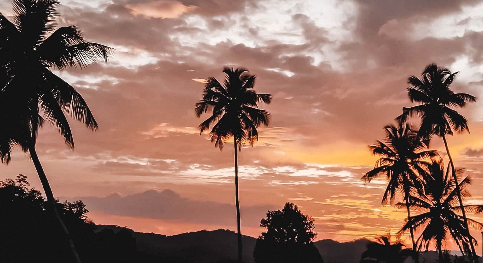 Palm trees at sunset in Sri Lanka