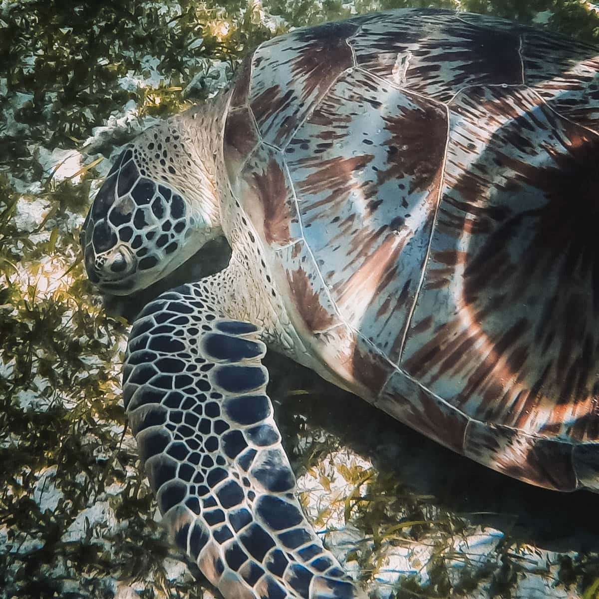 Sea turtle off the coasts of Borneo