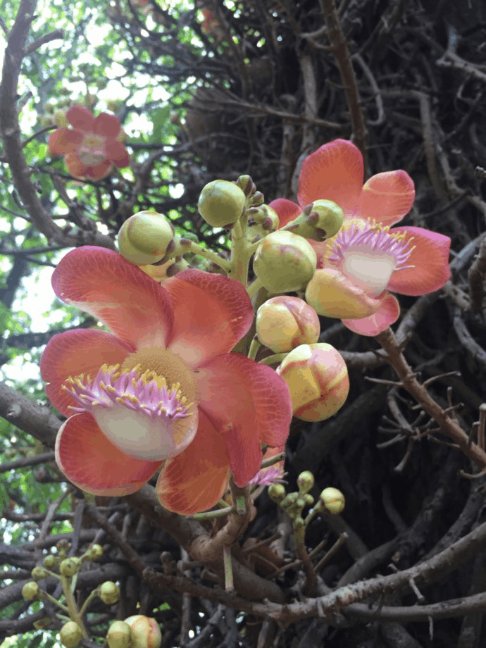 Sri Lanka Botanical Gardens