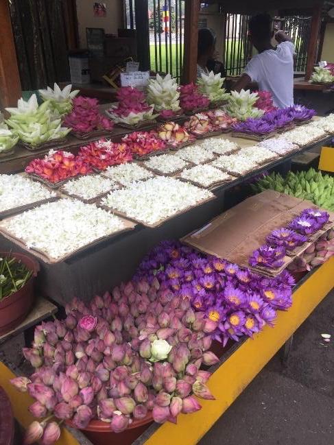 Lotus Flowers in Sri Lankan market