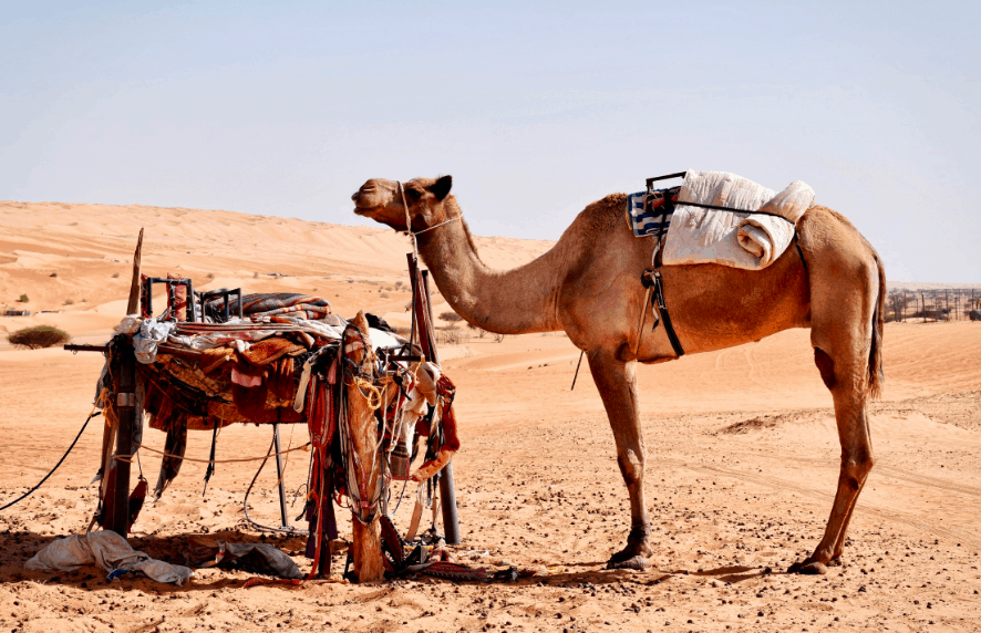 A camel in the desert of Wahiba Sands in Oman