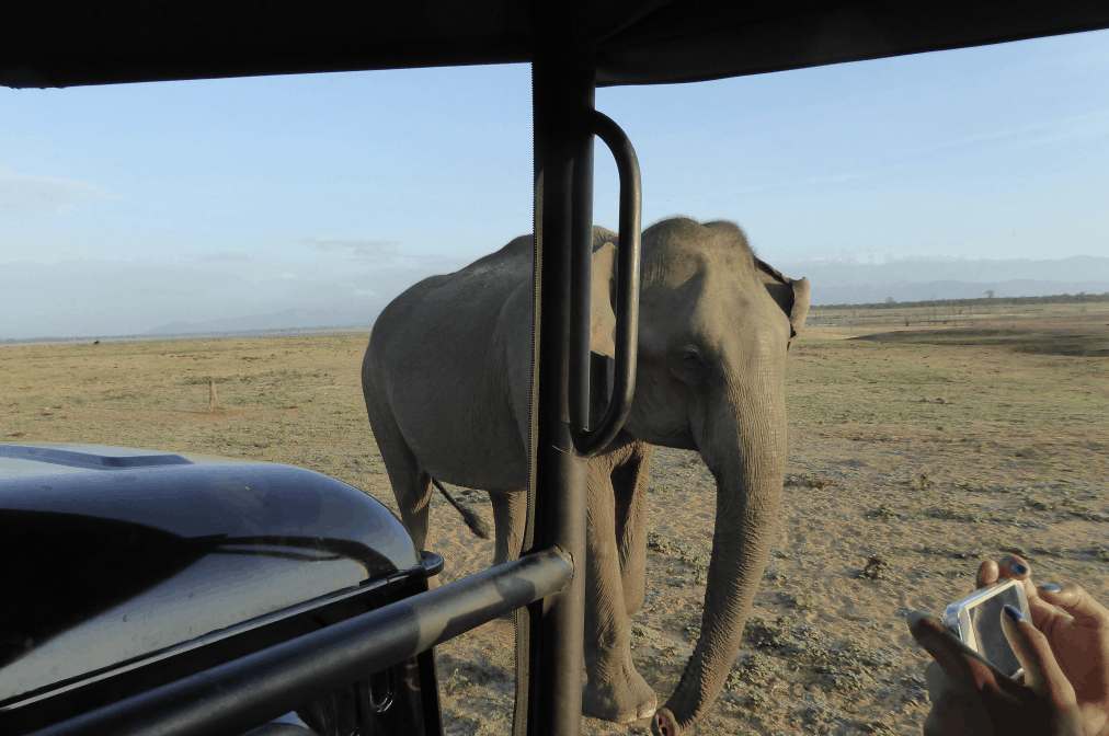 Sri Lanka Elephant Safari