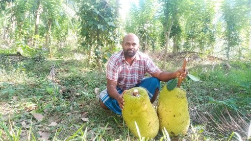 Giant jackfruits in Sri Lanka from Chauffeur guides organic farm