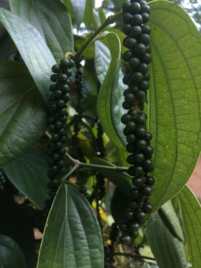 Peppercorns in plantation in Sri Lanka