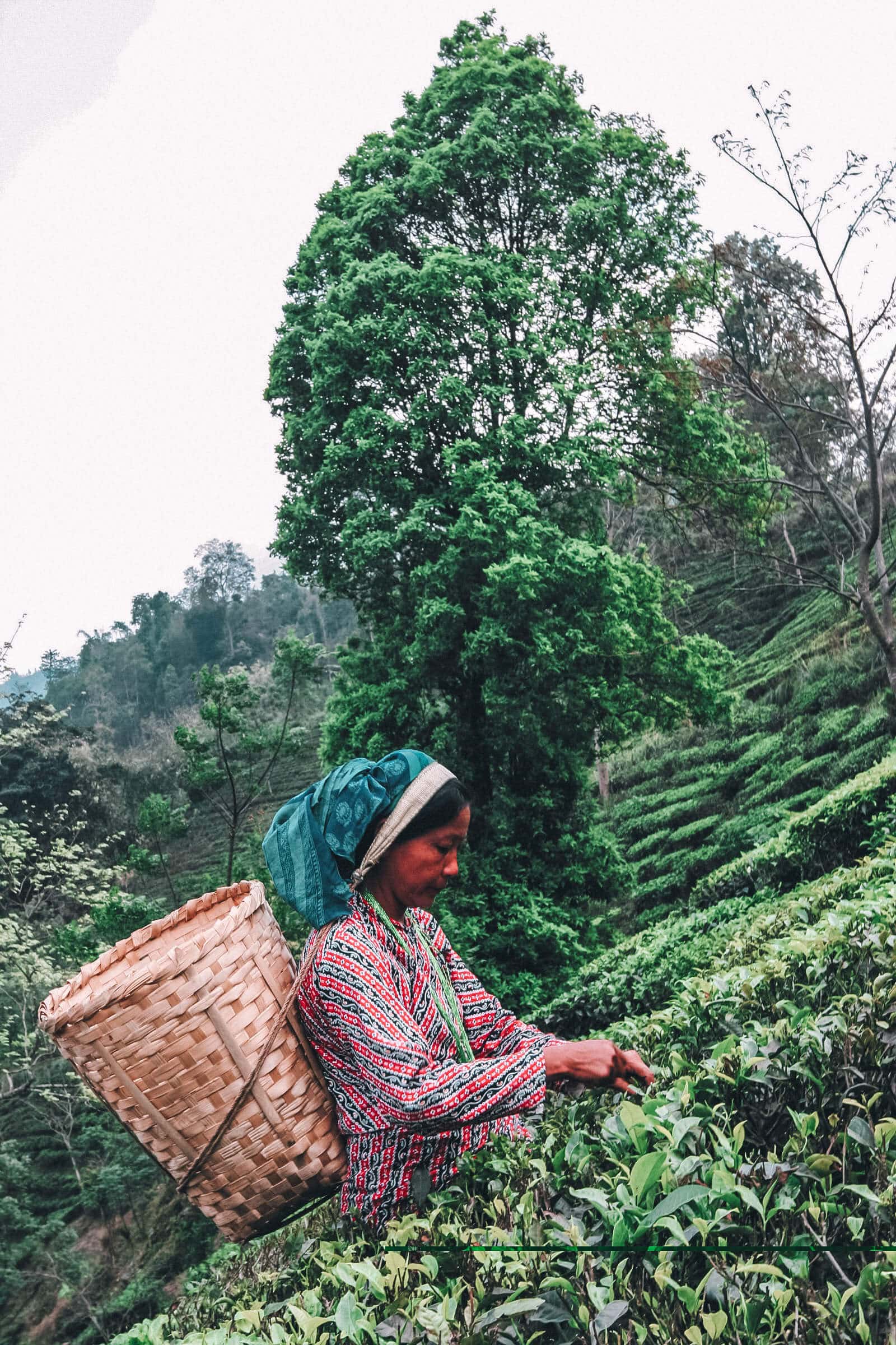 Tea picker in off the beaten track Bengal near Darjeeling