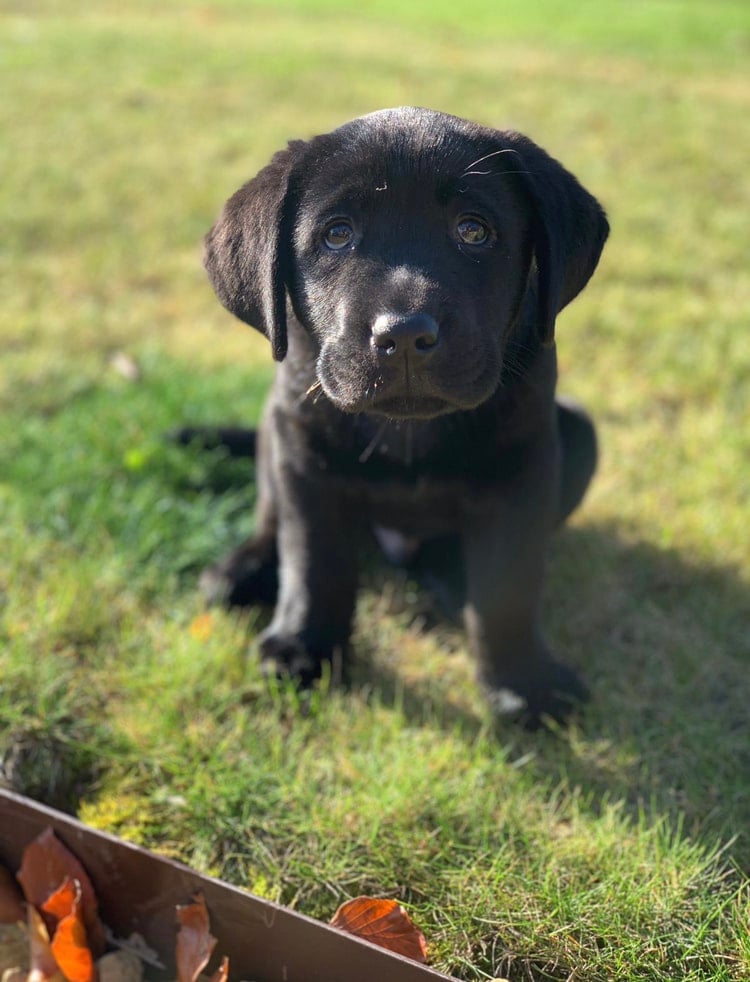 Black labrador puppy