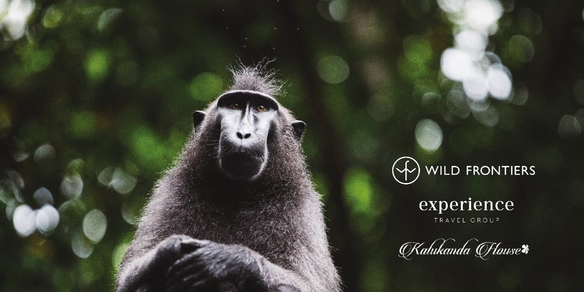 Black crested macaque with logos for Wild Frontiers, Experience Travel Group and Kalukanda House