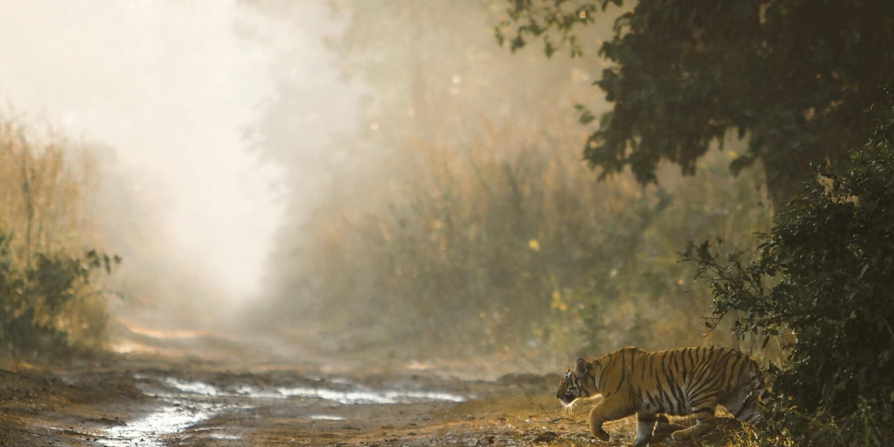 Tiger in India national park