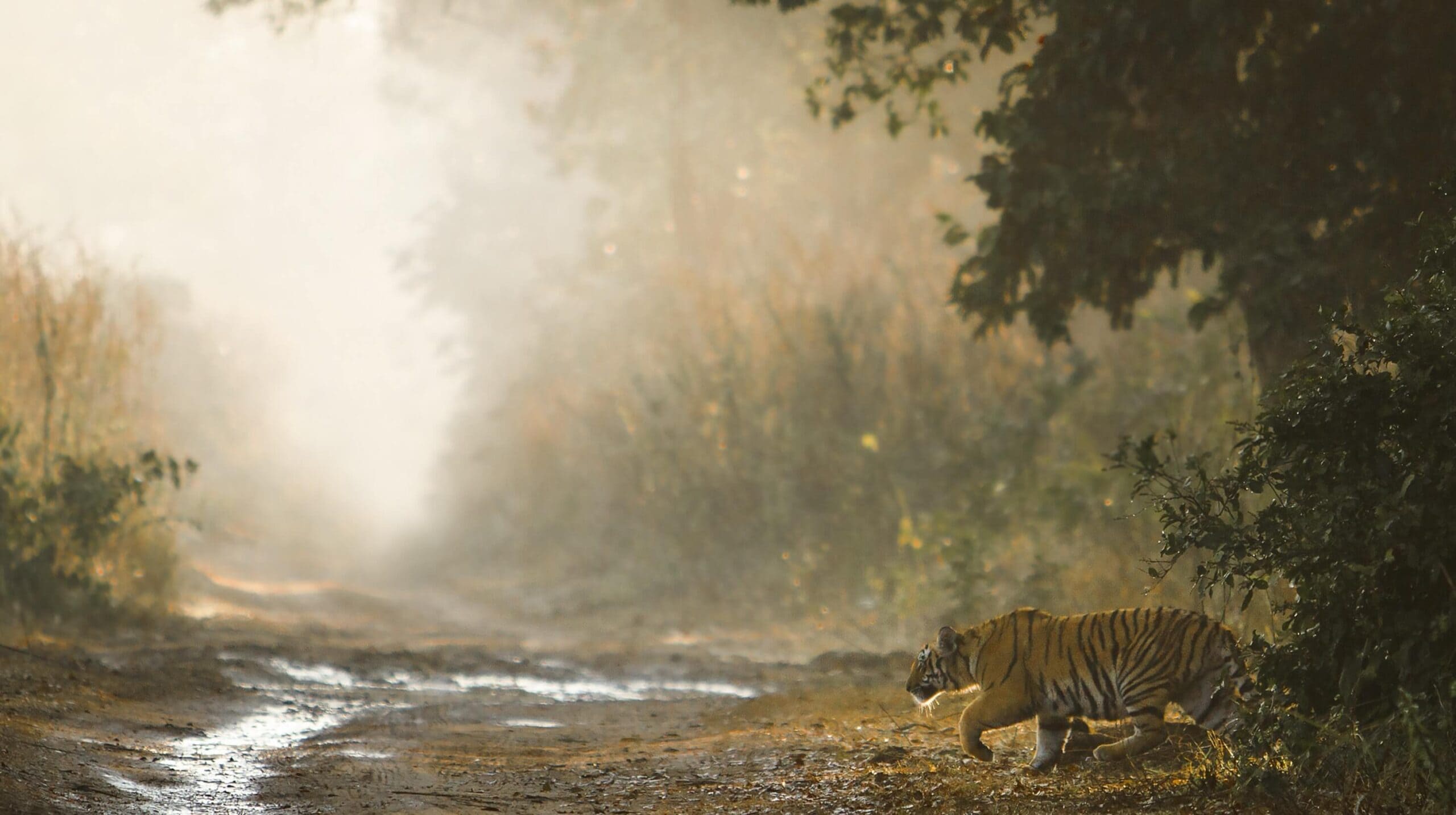 Tiger in India national park