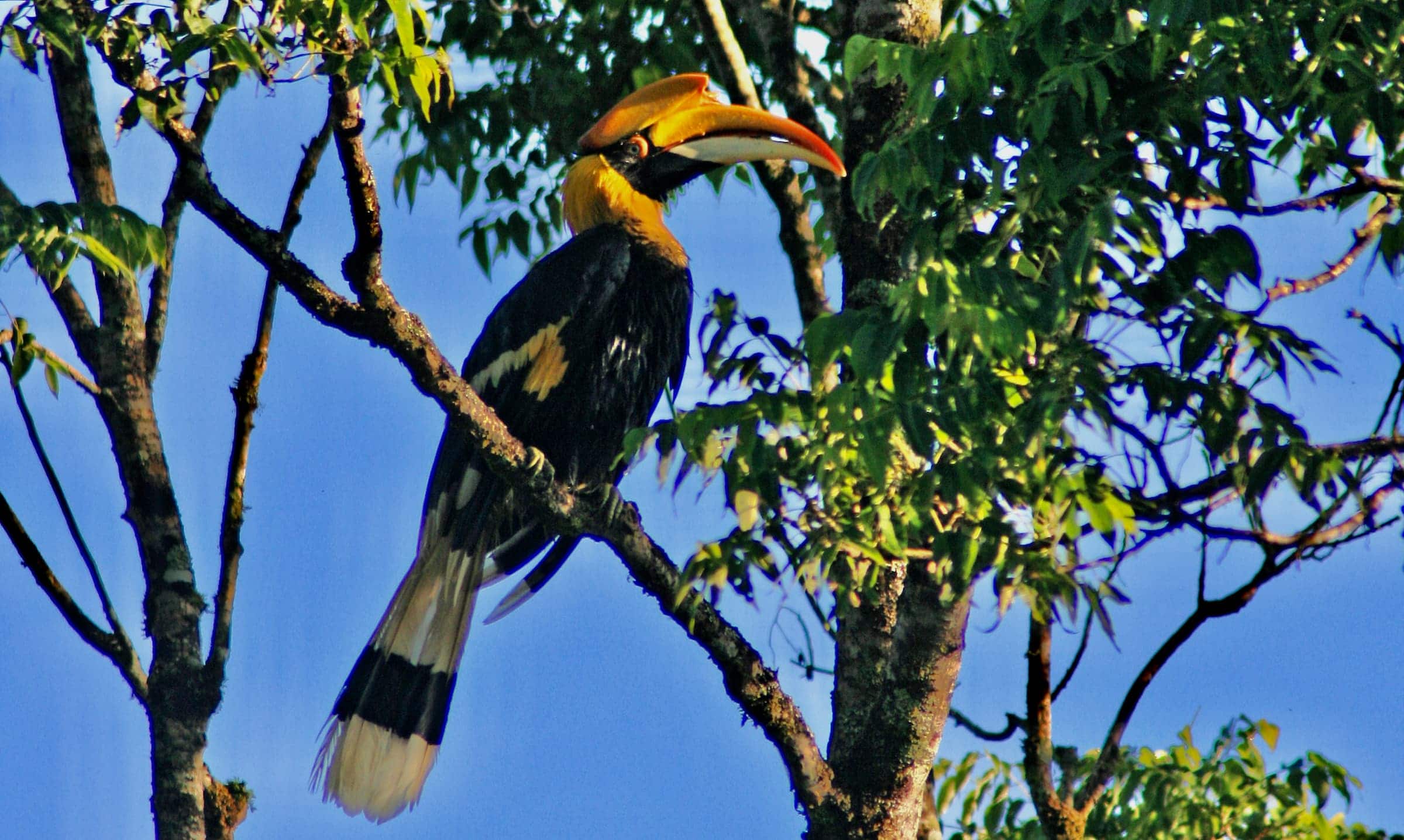 Great Indian Hornbill on a branch in the canopy of a forest with blue sky as background