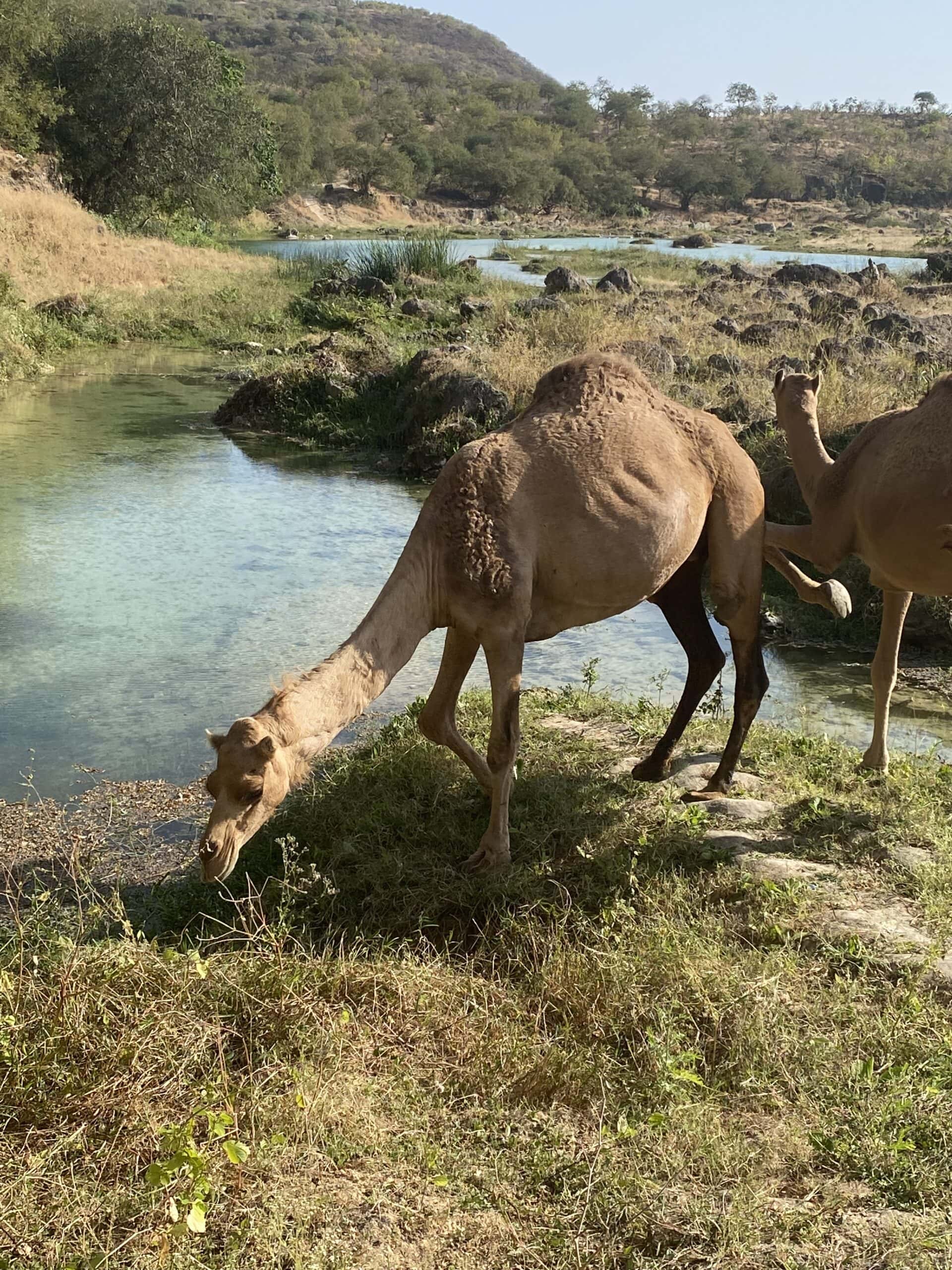 Camels in southern Oman