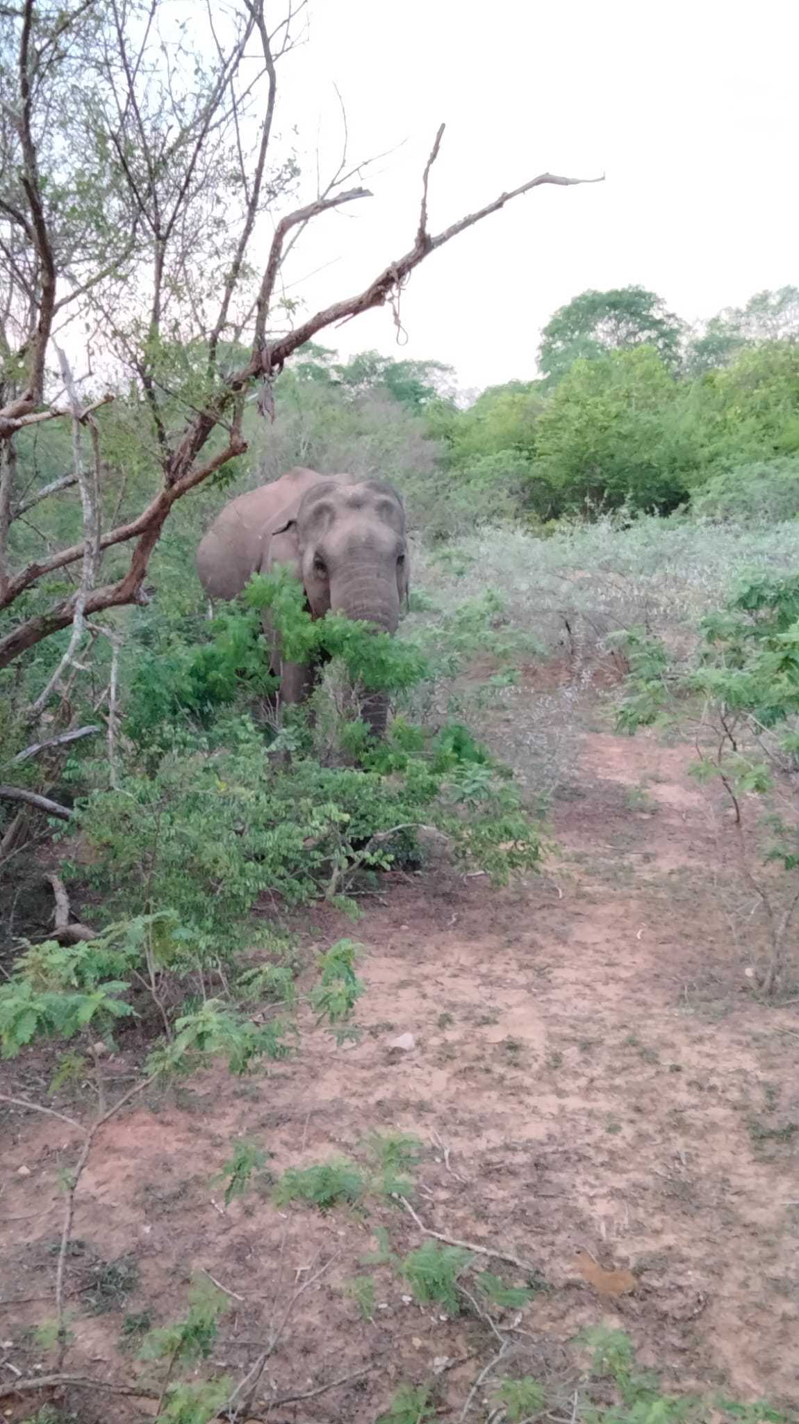 Elephant in Yala National Park amidst scrub