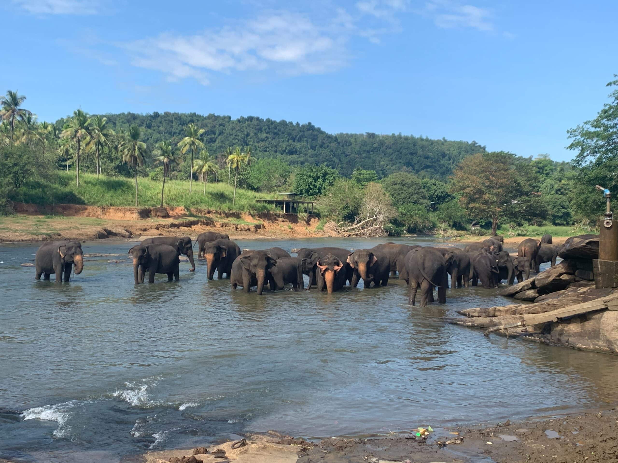 Pinnawala Elephant Orphanage