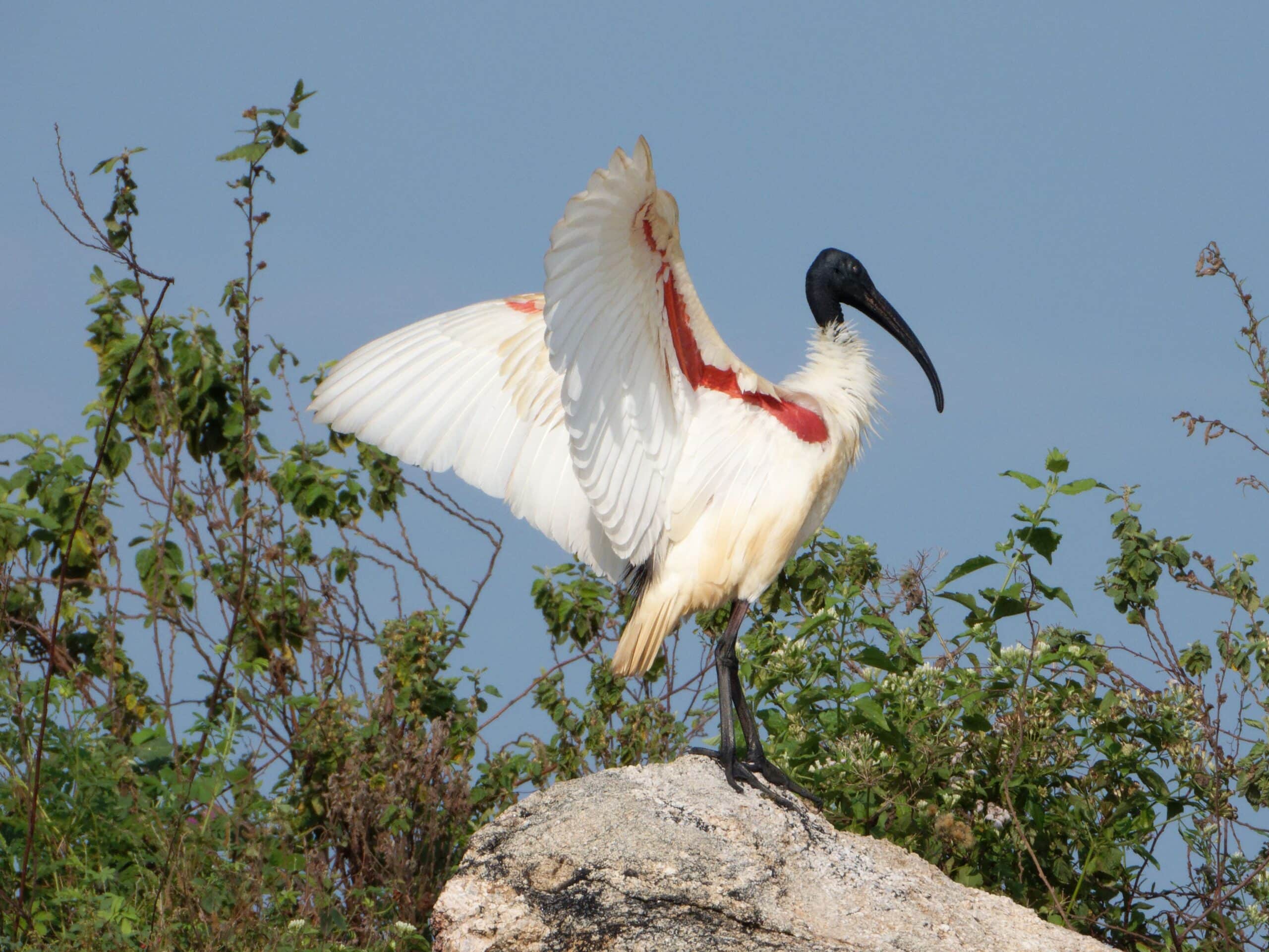 Black Headed Ibis in Gal Oya